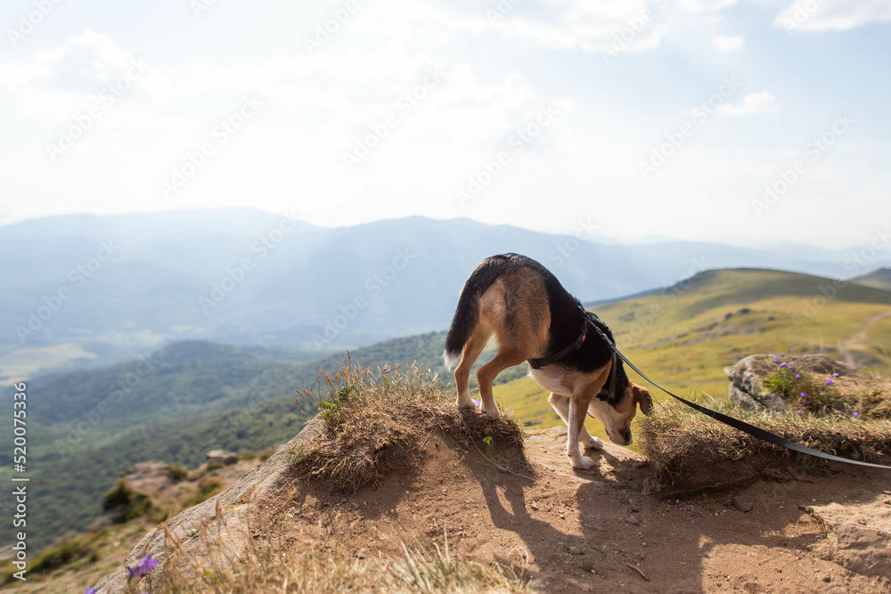a cute beagle dog is standing on top of a mountain a cute beagle dog is standing on top of a mountain