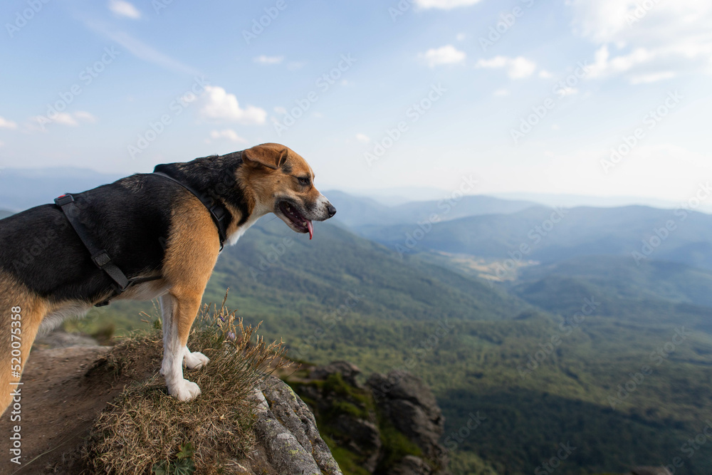 a cute beagle dog is standing on top of a mountain