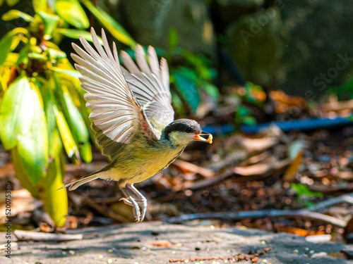 Great tit - Parus major flight