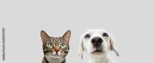 Banner two pets, cat and dog looking. Isolated on white gray background