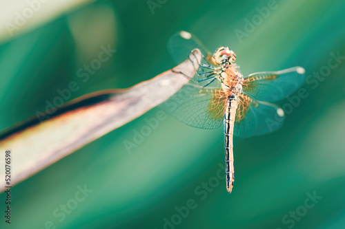 Close up of dragonfly