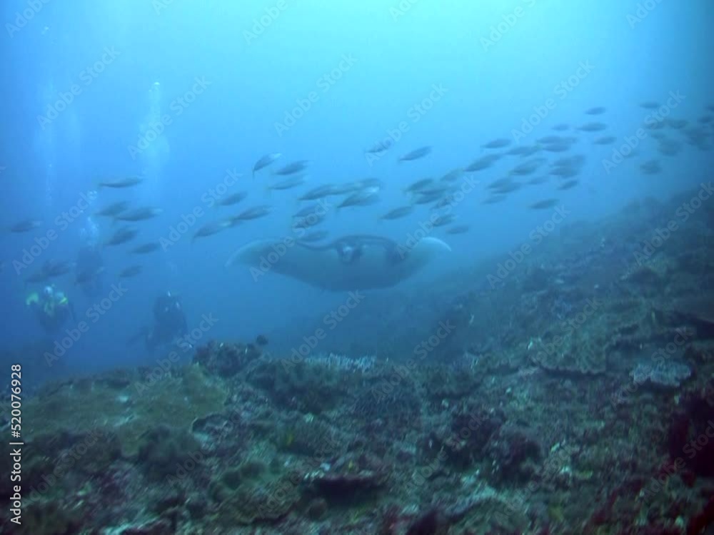 Manta ray (Manta birostris) coming towards camera Manta ray (Manta birostris) coming towards camera