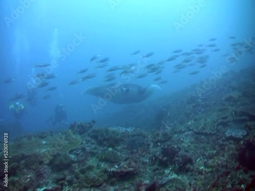 Wallpaper Mural Manta ray (Manta birostris) coming towards camera Torontodigital.ca