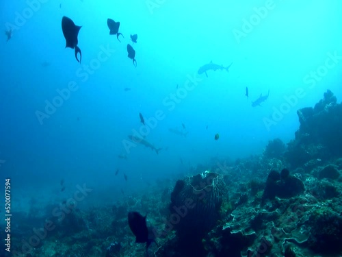 Wallpaper Mural Whitetip reef shark (Triaenodon obesus) silouhette Torontodigital.ca