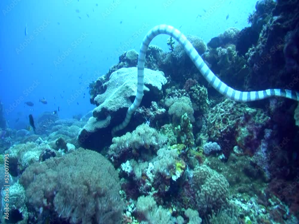Banded or Yellow-lipped sea krait (Laticauda colubrina) swimming Banded or Yellow-lipped sea krait (Laticauda colubrina) swimming
