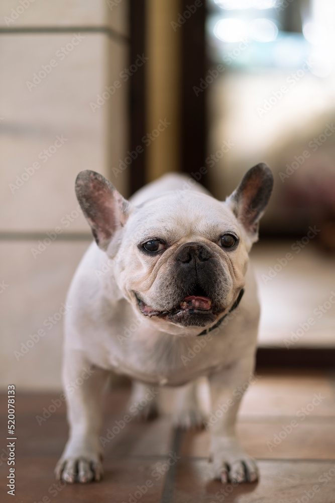 white french bulldog dog waiting near the door
