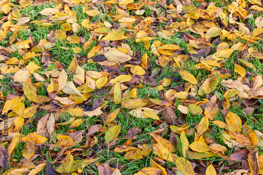 Texture of brown yellow leaves in grass