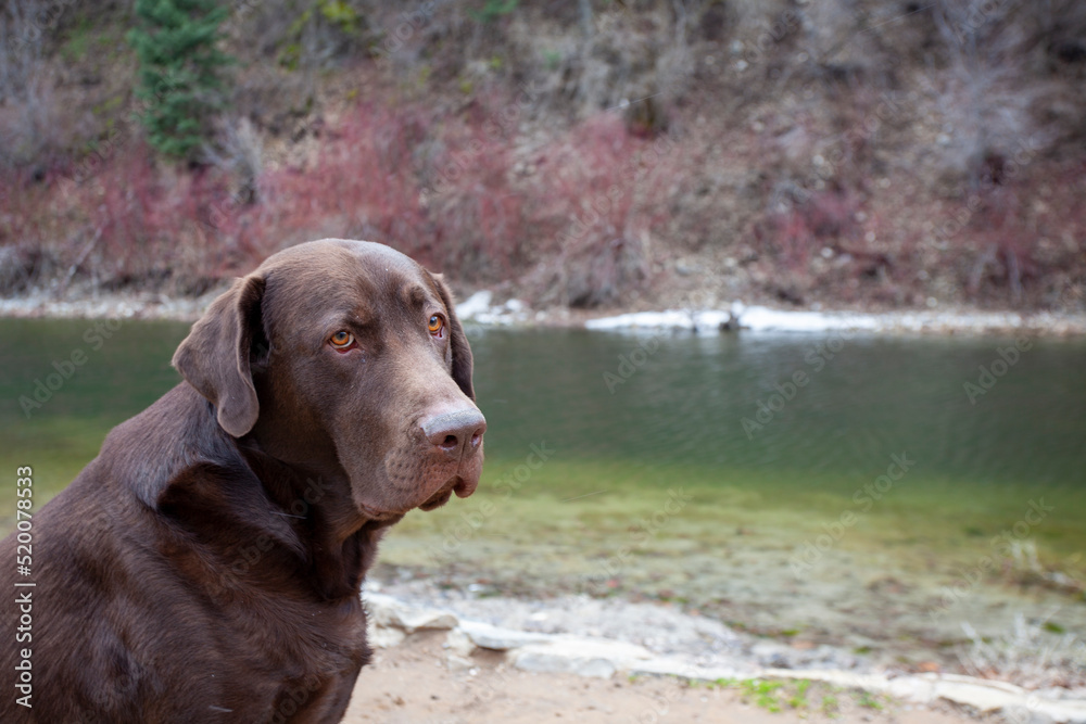 dog by a river