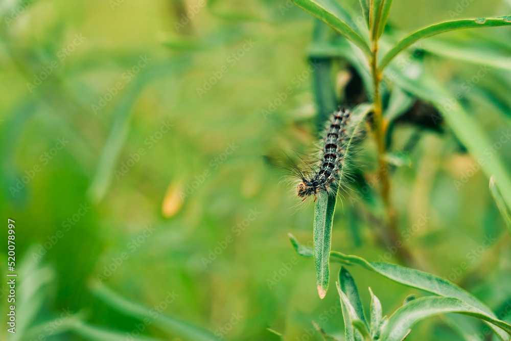 A shaggy caterpillar crawls on a green leaf