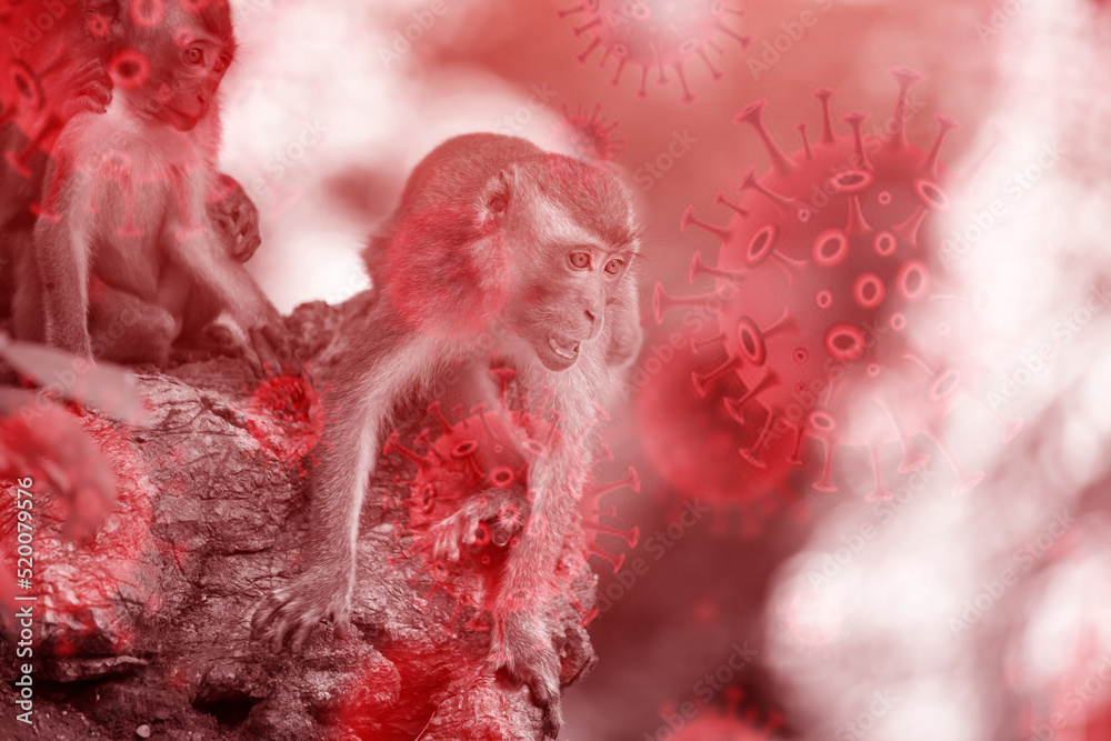 Monkeypox 2022 virus - disease transmitted by monkey, ape