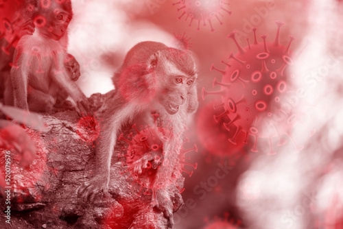 Monkeypox 2022 virus - disease transmitted by monkey, ape photo