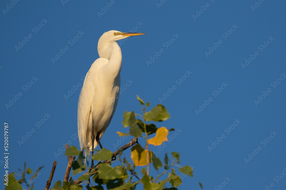 Roosting Great Egrets in Early Morning Light Roosting Great Egrets in Early Morning Light