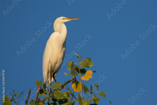 Roosting Great Egrets in Early Morning Light