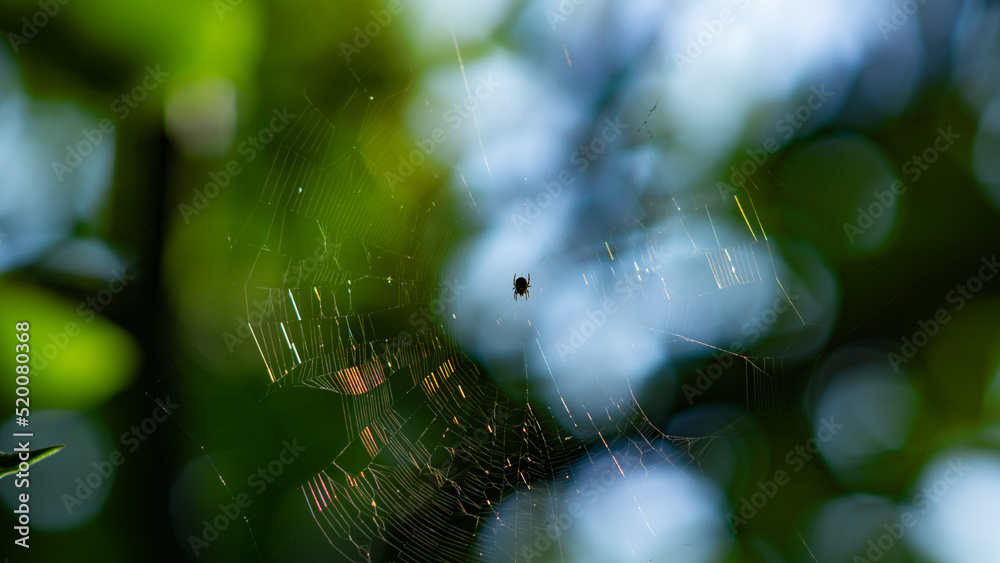 spider on a web on a blurred background spider on a web on a blurred background