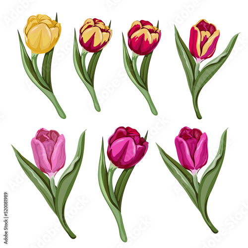 Colorful hand drawn tulips floral set, vector illustration isolated on white background. Tulips flowers collection for cards and banners design.