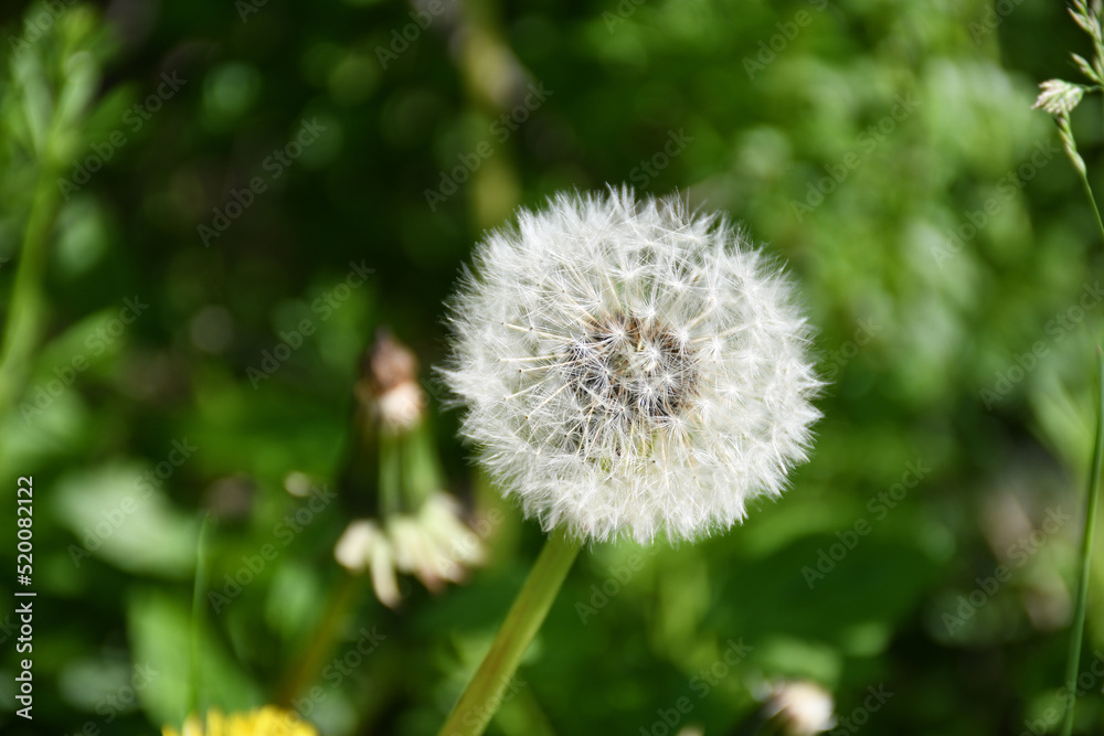 Dandelion, dandelion puff, dandelion seeds, white puff, beautiful dandelion wallpaper Dandelion, dandelion puff, dandelion seeds, white puff, beautiful dandelion wallpaper