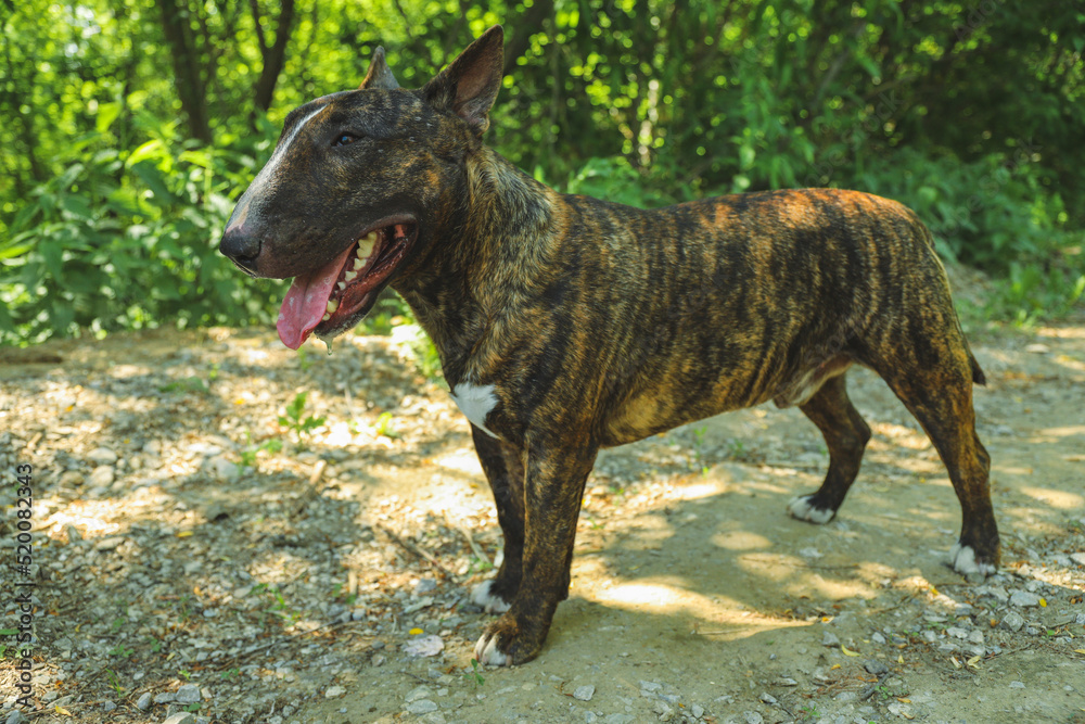 A young beautiful bull terrier in a brindle color