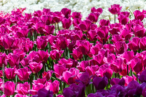 Purple tulips in garden  spring