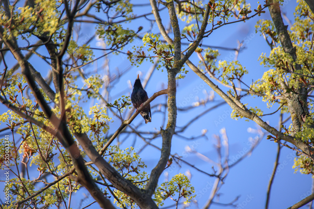 Auf einem Baum ist ein Star, ein Singvogel.
Auf einem Baum ist ein Star, ein Singvogel.