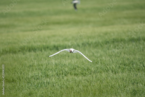 The black-headed seagull in flight over grass