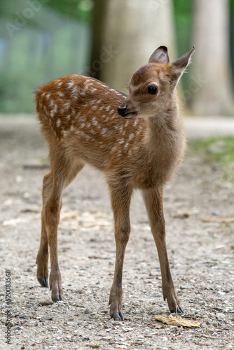 Fotografie, Obraz roe baby deer in the woods, bambi