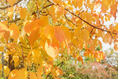 Autumn prunus sargentii or North Japanese hill cherry leaves on tree in park. Yellow, red and orange colors. Fall in nature and weather concept. Close-up, selective focus
