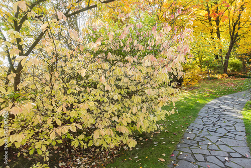 Stone walkway paver in autumn park. Yellow trees, shrubs and bushes. Stone winding path track on grass, fall background. Gardening and ornamental plants