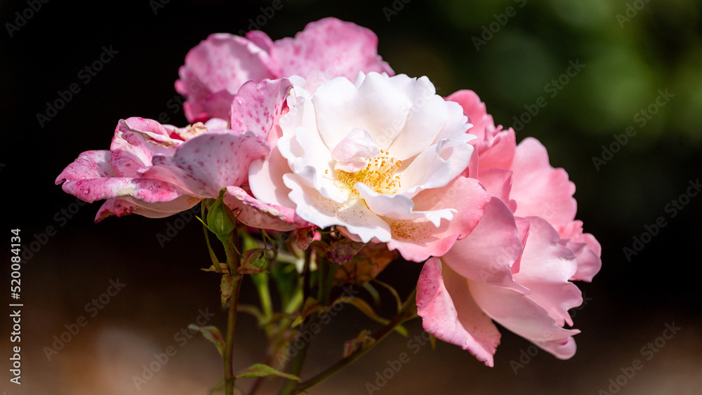 pink and white flowers