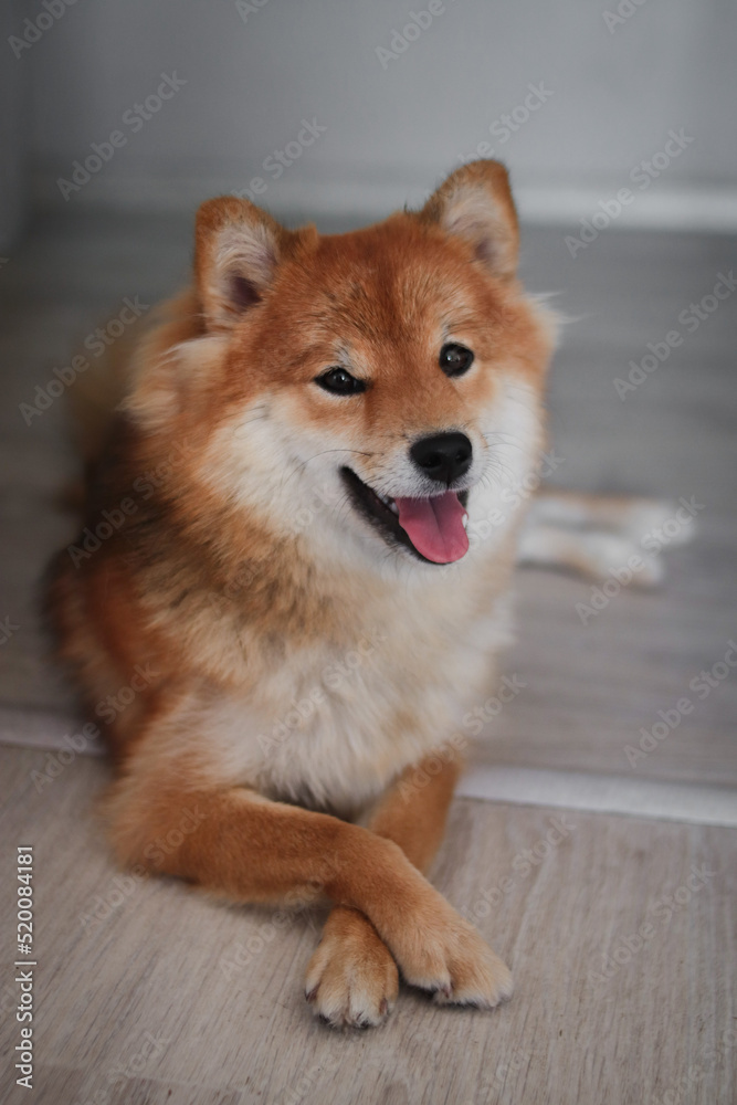 Portrait of japanese red dog shiba inu. Cute beautiful dog and fluffy shiba inu dog. 