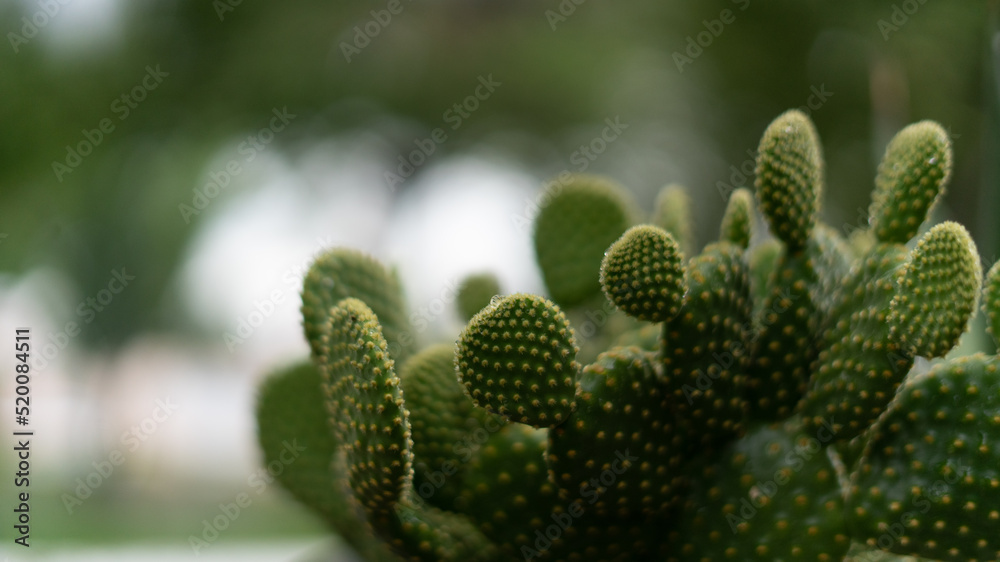 cactus in the desert cactus in the desert