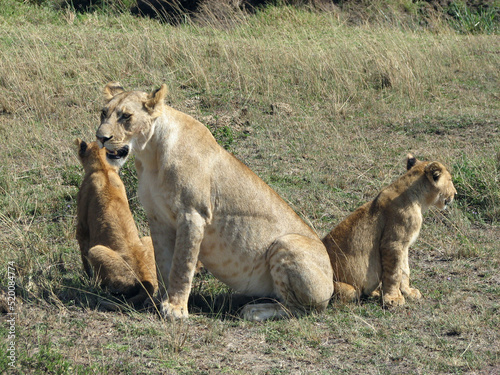 lioness and cubs