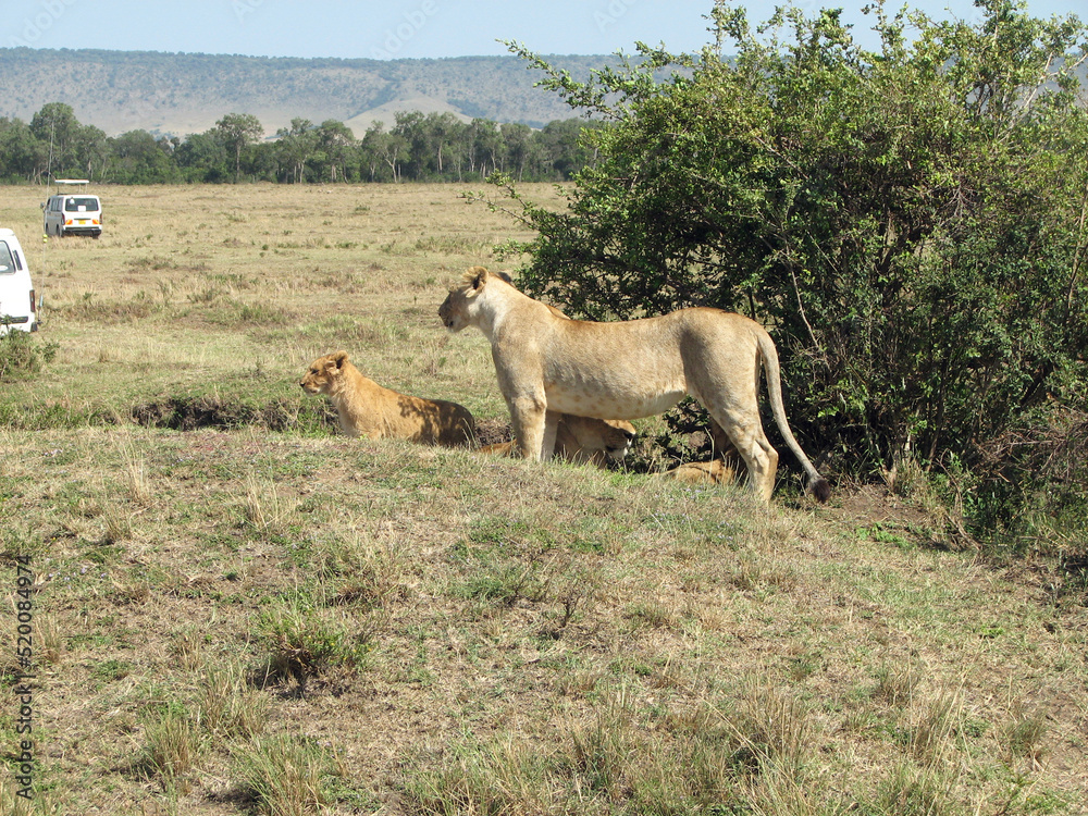 Obraz premium herd of lions