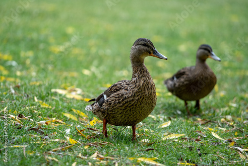 duck in the grass © LDC