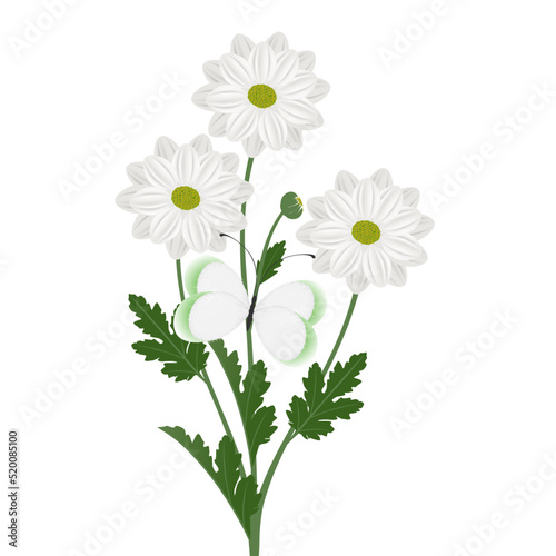 Bouquet of chamomile chrysanthemums with a butterfly on a white background.