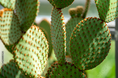 close up of cactus, wallpaper background, pattern background, patterns