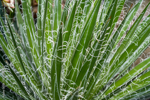 close up of cactus, wallpaper background, pattern background, patterns