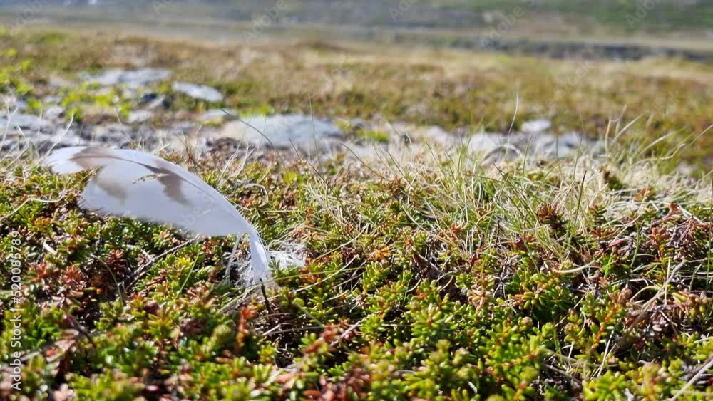 White feather stuck on the mountain heather in summer breeze White feather stuck on the mountain heather in summer breeze