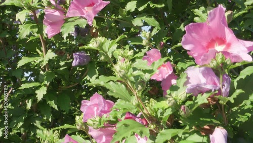 Pink hibiscus flowers on sunny day. Camera follows from one branch to another. photo