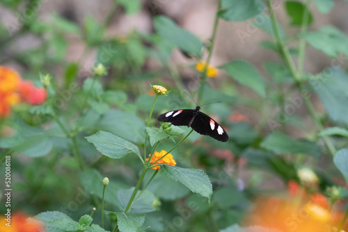 Catonephele numilia, the blue-frosted banner, blue-frosted Catone, Grecian shoemaker or stoplight Catone, is a butterfly of the family Nymphalidae photo