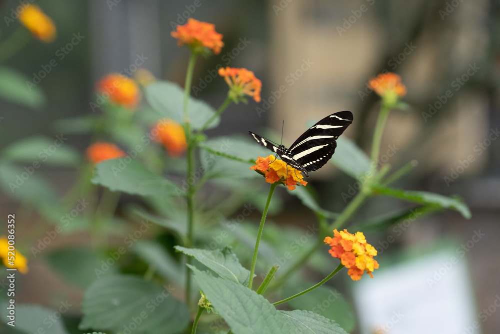 Butterfly on a flower. The zebra longwing butterfly or zebra heliconian, Heliconius charithonia, is unmistakable with its long narrow wings Butterfly on a flower. The zebra longwing butterfly or zebra heliconian, Heliconius charithonia, is unmistakable with its long narrow wings