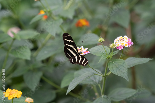 Butterfly on a flower. The zebra longwing butterfly or zebra heliconian, Heliconius charithonia, is unmistakable with its long narrow wings photo