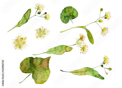 Fotografie Linden Flowers Watercolor Illustration