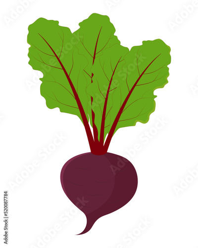 Isolated beetroot with haulm on a white background. Beet with leaves flat vector color icon for apps and websites. Seasonal farm product. Healthy nutrition. Agricultural fair. Harvest season.