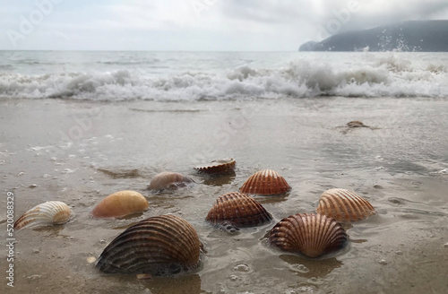 Seashells on the beach. Waves splash on seashells in a gloomy beach.