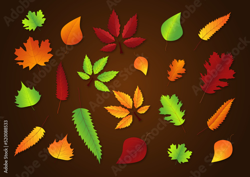 different autumn leaves in different colors