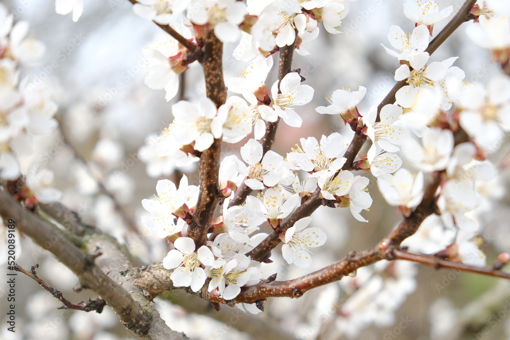 Branches of a spring flowering cherry tree Branches of a spring flowering cherry tree