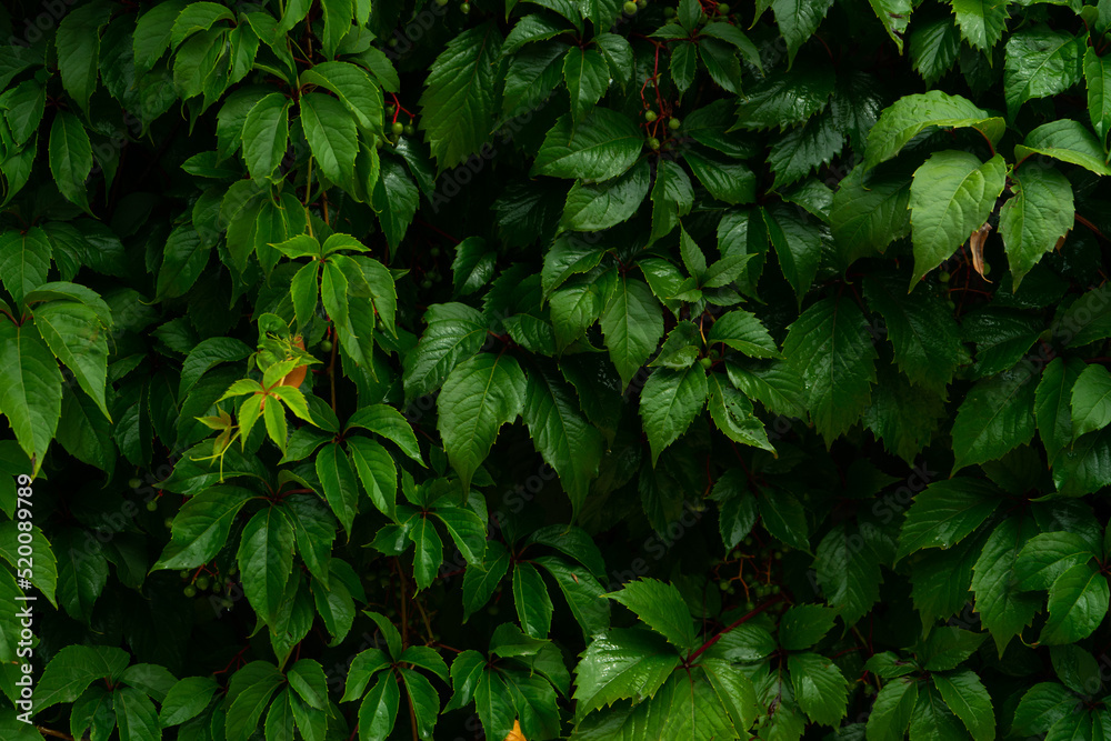 Green leaves pattern background, Natural background and wallpaper Green leaves pattern background, Natural background and wallpaper