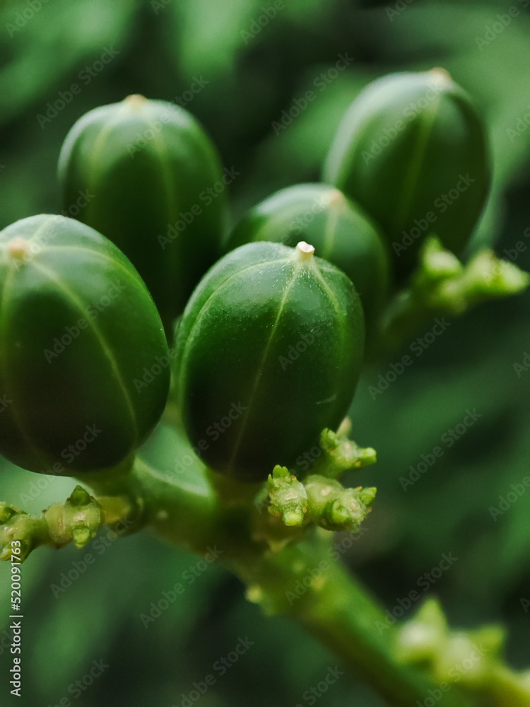 green gooseberries on a bush green gooseberries on a bush