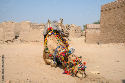 Fotografie, Obraz Camel Resting in Cholistan dersert near Bahawalpur, Pakistan.