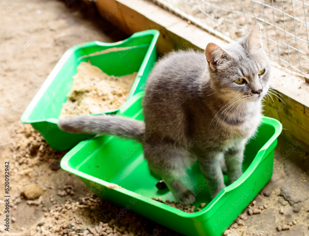 Cat shitting or pooping at cat's shelter. Cat feces. Stock Photo